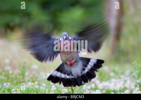 Wood Pigeon; Columba livia; in flight Stock Photo