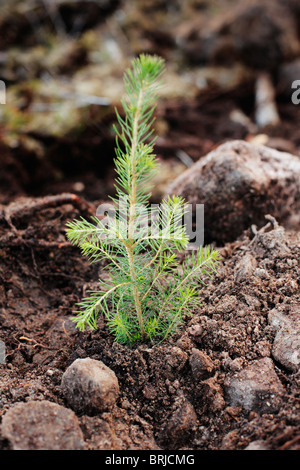 Pine seedling planted in the forest, young forest Stock Photo - Alamy