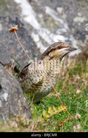 Wryneck; Jynx torquilla; migrant bird; Cornwall Stock Photo