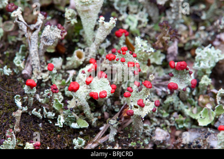 Matchstick Lichen; Cladonia Floerkeana Stock Photo