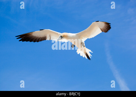 Gannet; Morus bassanus; in flight Stock Photo