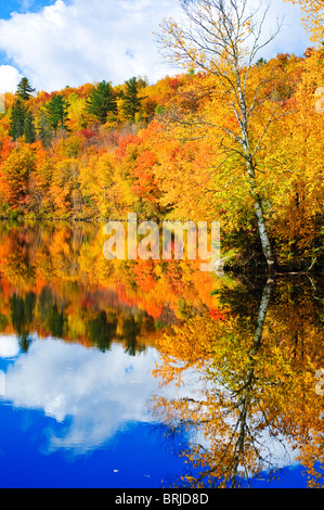 Autumn foliage along the shore of the Saint Louis River in Jay Cooke State Park. Stock Photo