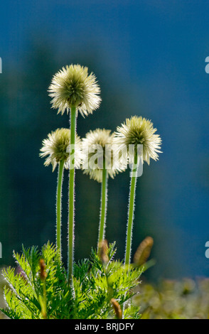 Western Anemone or Pasque flower (Anemone occidentalis) seed heads in Paradise area meadow of Mount Rainier National Park Stock Photo