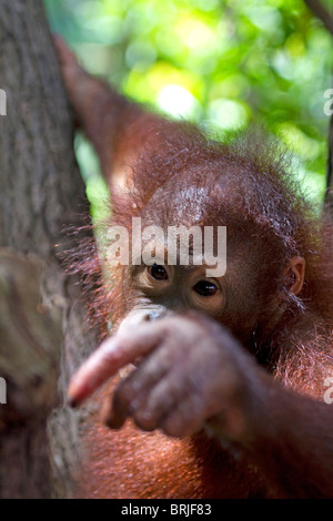 Orangutan (Pongo pygmaeus) reaching out in Nature reserve Borneo Stock Photo