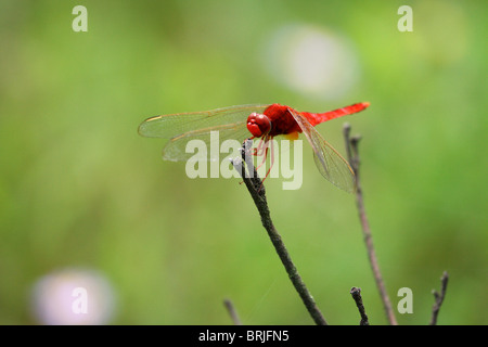 Red dragonfly sitting on a stick