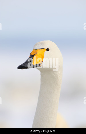Portrait of Whooper Swan (Cygnus cygnus). Europe, winter. Stock Photo
