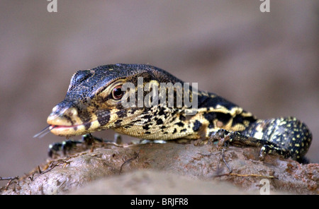 Malayan water monitor lizard, (varanus salvator) Stock Photo