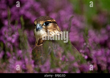 Young Merlin (Falco columbarius) in heather Stock Photo