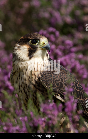 Young Peregrine Falcon, (Falco peregrinus) in heather Stock Photo