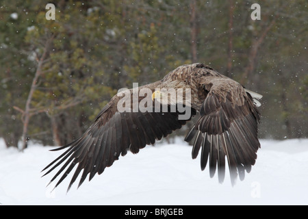 Wild Adult White-tailed Eagle (Haliaetus albicilla) flying in snowfall. Europe Stock Photo
