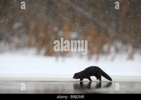 Wild American Mink (Mustela vison) walking on riverbank, looking for food. Europe. Stock Photo