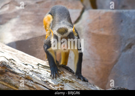 Henry Doorly Zoo - Wolf's Mona Monkey Stock Photo