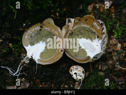 Young Stinkhorn Fungus or 'Witches Eggs', Phallus impudicus, Phallaceae. Cut in Two to Show Inside of Fungus. Stock Photo
