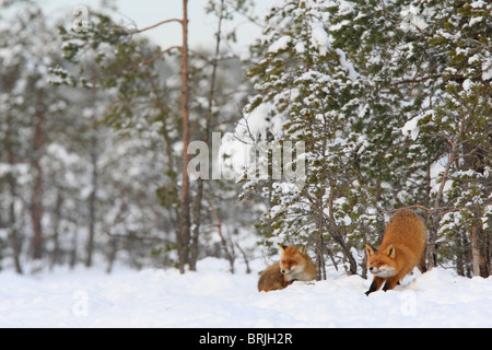 Wild Red Foxes (Vulpes vulpes) resting in the bog, one stretching. Stock Photo