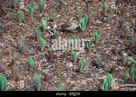 Female House Sparrow (passeridae) camouflaged among the sprouting tulips(tulipa) and garden bedding material Stock Photo