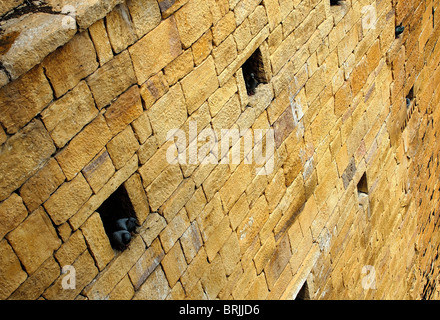 Nest in the wall Stock Photo