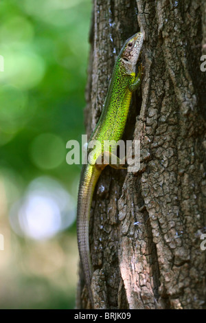 Green lizard on a tree bark Stock Photo