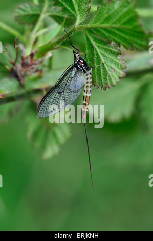 A mayfly at rest near the River Frome, Toller, Dorset, UK. June 2010 Stock Photo