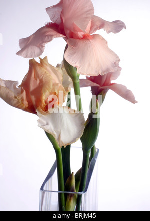 Irises in vase Stock Photo