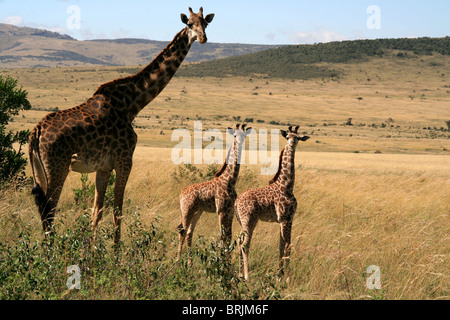 Giraffes in the Maasai Mara, Kenia Stock Photo