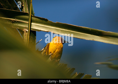 A male Black-headed Weaver bird Uganda Stock Photo