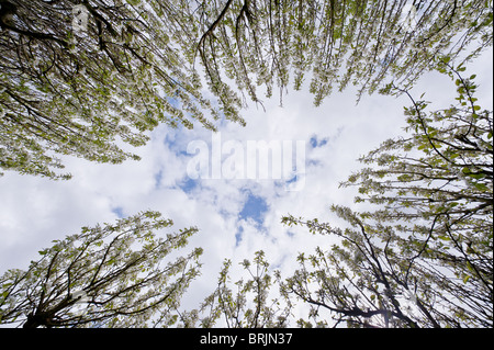 Orchard apple blossom a source of vitamins looking upwards Stock Photo