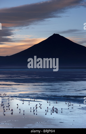 flamingos on Laguna Colorada at dawn, Eduardo Avaroa Andean Fauna National Reserve, Bolivia Stock Photo