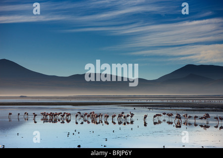 flamingos on Laguna Colorada at dawn, Eduardo Avaroa Andean Fauna National Reserve, Bolivia Stock Photo