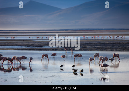 flamingos on Laguna Colorada at dawn, Eduardo Avaroa Andean Fauna National Reserve, Bolivia Stock Photo