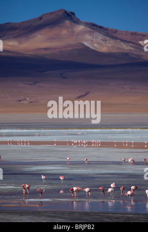 James flamingos on Laguna Colorada, Eduardo Avaroa Andean Fauna National Reserve, Bolivia Stock Photo