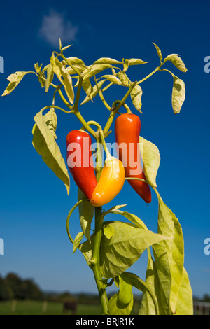 Ripe Chillies being grown in Gloucestershire, England. Stock Photo