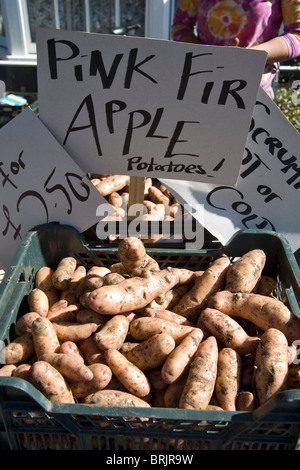 Pink Fir Apple Potatoes in a farmers' market, Thornbury, South Gloucestershire, England. Stock Photo