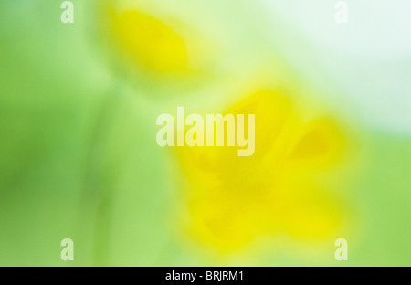 Impressionistic close up of backlit yellow flowers of Creeping buttercup or Ranunculus repens with foliage behind Stock Photo
