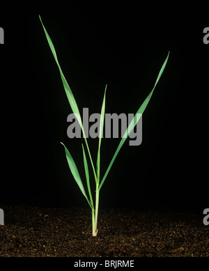 Barley seedling at growth stage 21 against a black background Stock Photo