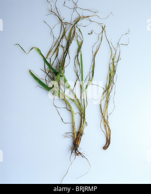 Sampled barley plants infected with pink snow mould (Michrodochium nivale) Stock Photo