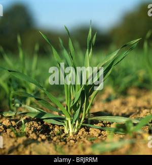 Young seedling winter barley plants at stage 21 in autumn Stock Photo