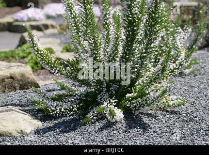 False Heath, Pichi or Pichi Pichi, Fabiana imbricata, Solanaceae, Southern South America. Aka Peta and Romero. Stock Photo