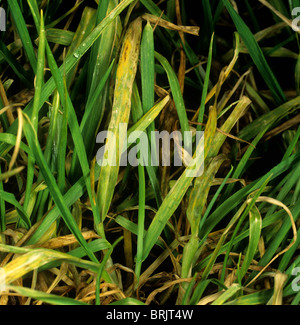 Barley yellow mosaic virus (BaYMV) symptoms in barley leaves Stock Photo