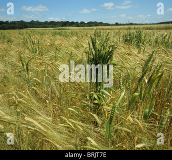 Volunteer wheat plants in ear growing through a ripening barley crop Stock Photo