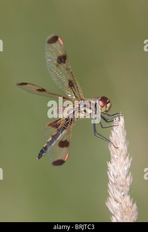 Calico Pennant (Celithemis elisa) Dragonfly - Female Stock Photo