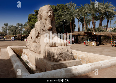 Alabaster Sphinx, Memphis, Egypt, Arabia, Africa Stock Photo