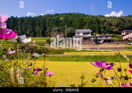 Terraced rice fields ready for harvesting, near Oita, Kyushu, Japan Stock Photo