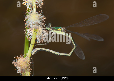 A female Elegant Spreadwing (Lestes inaequalis) damselfly ovipositing. Stock Photo