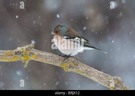 (Common) Chaffinch (Fringilla coelebs) in winter perched on a branch in snow storm Stock Photo