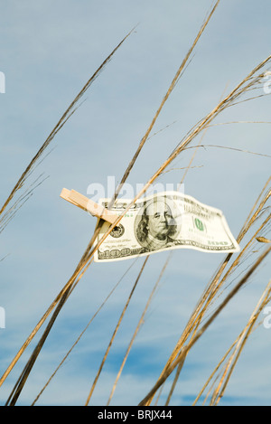 One hundred dollar bill hung on tall grass with clothes pin Stock Photo