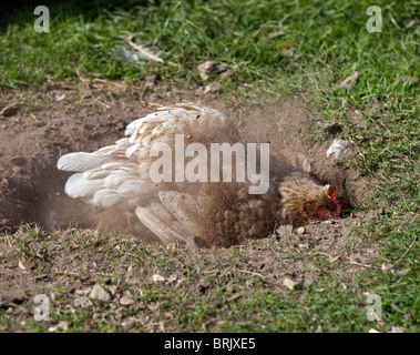 Hen taking a dust bath, UK