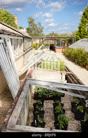 Old Green houses walled Victorian kitchen garden Stock Photo