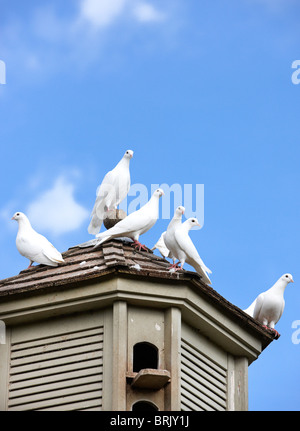 Doves on dovecote roof Stock Photo