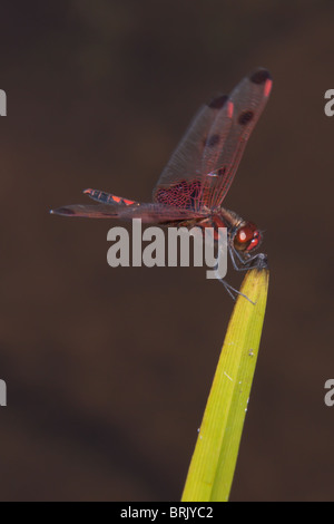 Calico Pennant (Celithemis elisa) Dragonfly - Male Stock Photo