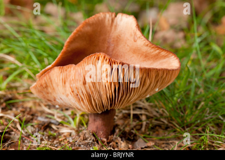 Rufous Milkcap mushroom (Lactarius rufus) Stock Photo